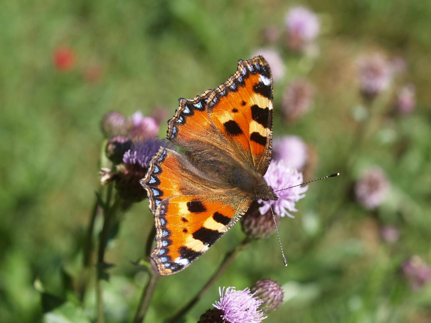 Nældens takvinge fotograferet på blomst